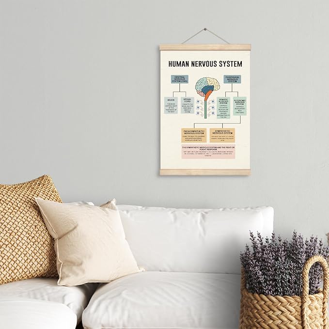 Yxadu Therapy Decorations - Canvas Brain Function Learning Poster, Human Brain Decor for Medical School Wall Decor, Counselor Office Ornaments