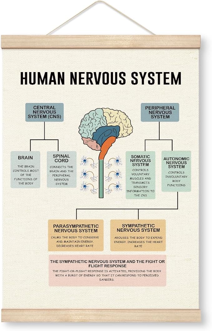 Yxadu Therapy Decorations - Canvas Brain Function Learning Poster, Human Brain Decor for Medical School Wall Decor, Counselor Office Ornaments