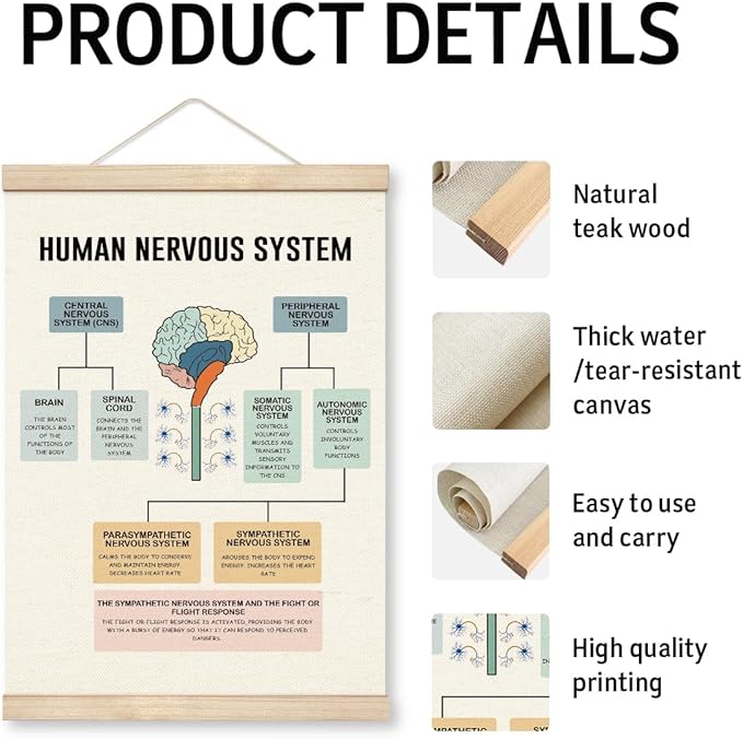 Yxadu Therapy Decorations - Canvas Brain Function Learning Poster, Human Brain Decor for Medical School Wall Decor, Counselor Office Ornaments