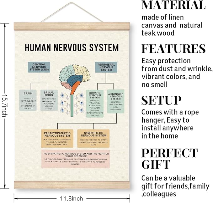 Yxadu Therapy Decorations - Canvas Brain Function Learning Poster, Human Brain Decor for Medical School Wall Decor, Counselor Office Ornaments